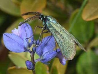 Adscita mannii Led. adulte - �Philippe Mothiron