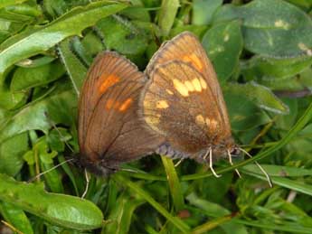 Erebia manto D. & S. adulte - �Wolfgang Wagner, www.pyrgus.de