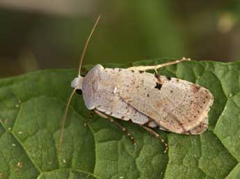 Chersotis margaritacea margaritacea Vill. adulte - �Philippe Mothiron