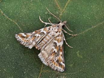 Hypotia massilialis Dup. adulte - �Lionel Taurand