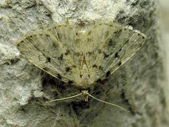 Orectis massiliensis Mill. adulte - �Luc Dietrich