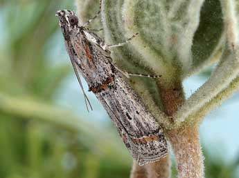 Psorosa mediterranella Amsel adulte - �Friedmar Graf