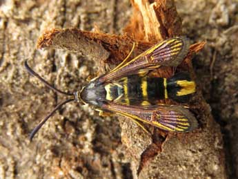 Synanthedon melliniformis Lasp. adulte - �Ruben Meert