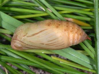  Chrysalide de Erebia meolans Prun. - �Wolfgang Wagner, www.pyrgus.de