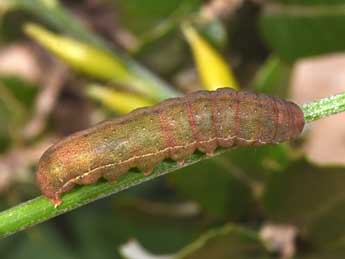  Chenille de Anchoscelis meridionalis Stgr - �Philippe Mothiron