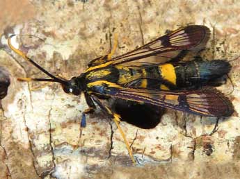 Synanthedon mesiaeformis H.-S. adulte - �Rudi Goossens