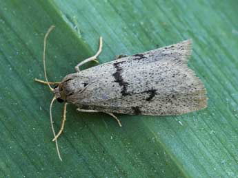 Apaidia mesogona God. adulte - �Lionel Taurand