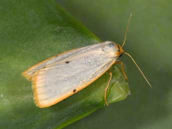 Cybosia mesomella L. adulte - �Philippe Mothiron