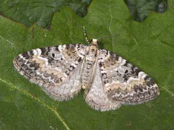 Perizoma minorata Tr. adulte - �Philippe Mothiron