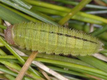  Chenille de Erebia mnestra Hb. - �Wolfgang Wagner, www.pyrgus.de