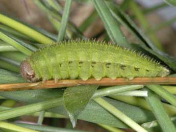  Chenille de Erebia mnestra Hb. - �Wolfgang Wagner, www.pyrgus.de