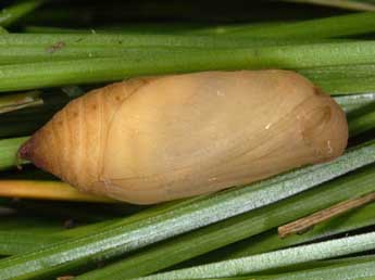  Chrysalide de Erebia mnestra Hb. - �Wolfgang Wagner, www.pyrgus.de