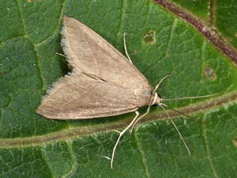 Evergestis mundalis Gn. adulte - �Philippe Mothiron