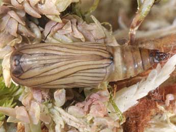  Chrysalide de Idaea muricata Hfn. - �Wolfgang Wagner, www.pyrgus.de