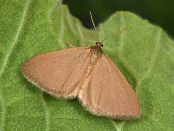 Minoa murinata Scop. adulte - �Philippe Mothiron