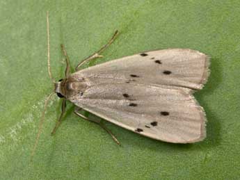 Pelosia muscerda Hfn. adulte - �Philippe Mothiron