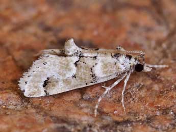 Hypotia muscosalis Rbl adulte - �Lionel Taurand