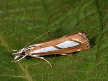 Catoptria myella Hb. adulte - �Philippe Mothiron