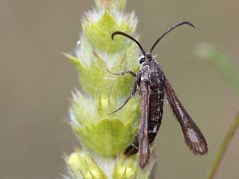 Chamaesphecia mysiniformis Bsdv. adulte - �Dominique Testaert