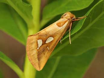 Axia napoleona Schaw. adulte - �Lionel Taurand