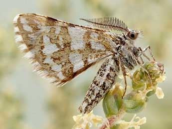 Narraga nelvae catalaunica Hrblt adulte - �Friedmar Graf