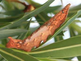  Chenille de Daphnis nerii L. - �Emmanuel Ruiz