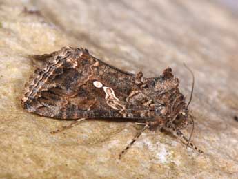 Trichoplusia ni Hb. adulte - �Philippe Mothiron