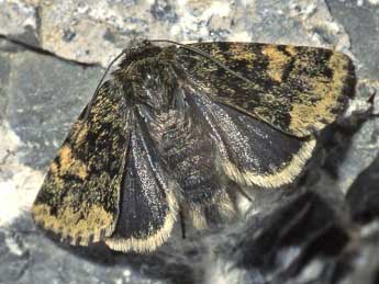 Sympistis nigrita Bsdv. adulte - �Helmut Deutsch