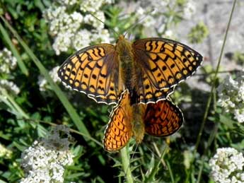 Fabriciana niobe L. adulte - �Philippe Mothiron