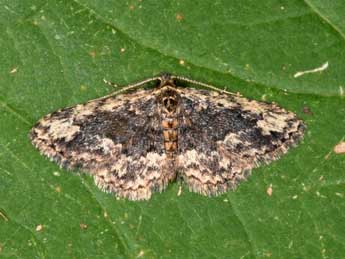 Parascotia lucasammuti Yela & al. adulte - �Philippe Mothiron