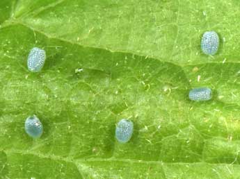  Oeuf de Macaria notata L. - �Philippe Mothiron