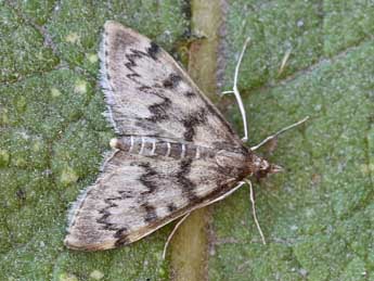 Anania oberthuri Trti adulte - �Lionel Taurand