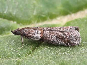 Acrobasis obliqua Z. adulte - �Lionel Taurand