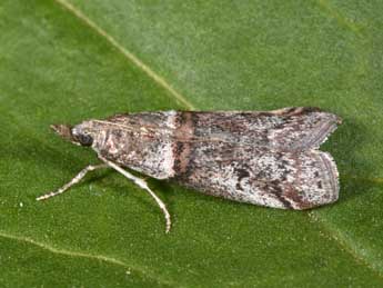 Acrobasis obliqua Z. adulte - �Philippe Mothiron