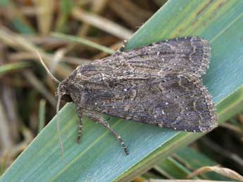 Apamea oblonga Hw. adulte - �Lionel Taurand