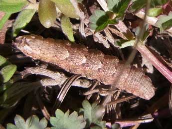  Chenille de Charissa obscurata obscurata D. & S. - �Florian Nantscheff