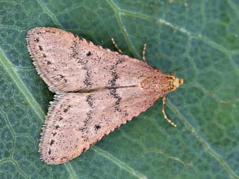 Bostra obsoletalis Mann adulte - �Lionel Taurand