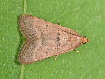 Bostra obsoletalis Mann adulte - �Philippe Mothiron