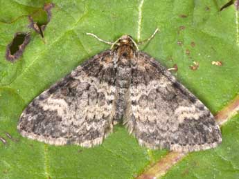 Perizoma obsoletata H.-S. adulte - �Philippe Mothiron
