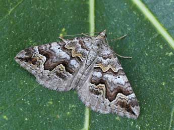 Scotopteryx obvallaria Mab. adulte - �Lionel Taurand