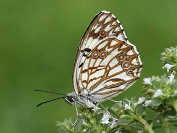 Melanargia occitanica Esp. adulte - �Lionel Taurand