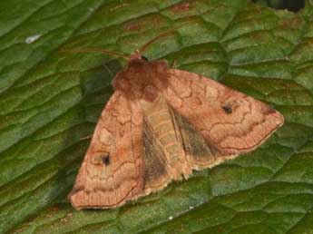 Xestia ochreago Hb. adulte - �Philippe Mothiron