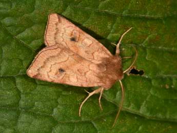 Xestia ochreago Hb. adulte - �Philippe Mothiron