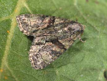 Cryphia ochsi Brsn adulte - �Philippe Mothiron