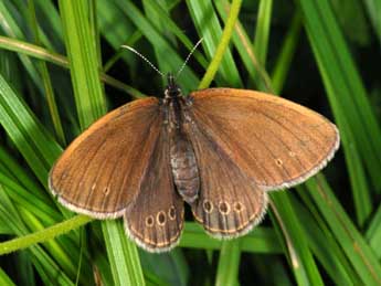 Coenonympha oedippus F. adulte - �Wolfgang Wagner, www.pyrgus.de