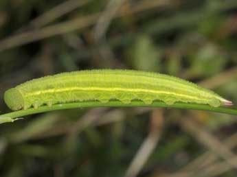  Chenille de Coenonympha oedippus F. - �Wolfgang Wagner, www.pyrgus.de