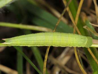  Chenille de Coenonympha oedippus F. - �Wolfgang Wagner, www.pyrgus.de