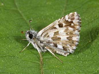 Pyrgus onopordi Rbr adulte - �Philippe Mothiron