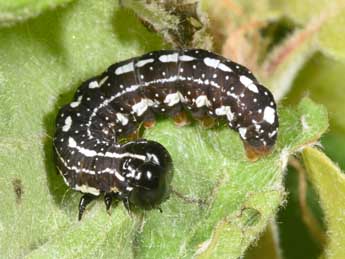  Chenille de Dicycla oo L. - �Philippe Mothiron