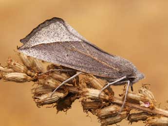 Compsoptera opacaria Hb. adulte - �Lionel Taurand